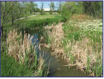 FIGURE 3.9-4.  MARSH HABITAT IN THE PROJECT STUDY AREA 