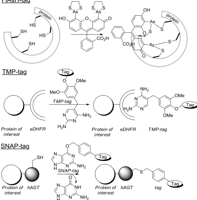 Figure 1. Schematic representation of FlAsH-tag, TMP-tag, and SNAP tag. 
