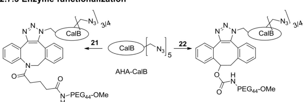 Table 2. Amounts of compounds 21 and 22 used in the ligation with CalB-N 3 .  Entry  Substrate  Stock 0.55 mg/mL  Stock 2.2 mg/mL 