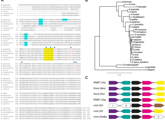 Fig. 1. Alignment of vertebrate Rnmt protein sequences. (A) Comparison of amino acid sequences of vertebrate Rnmt