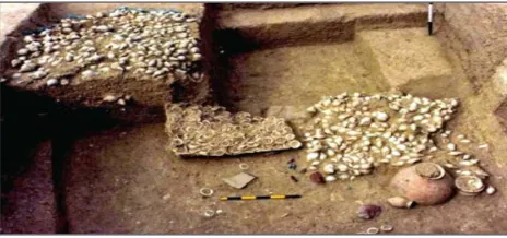 Fig. 9. Shell objects from Bagasra