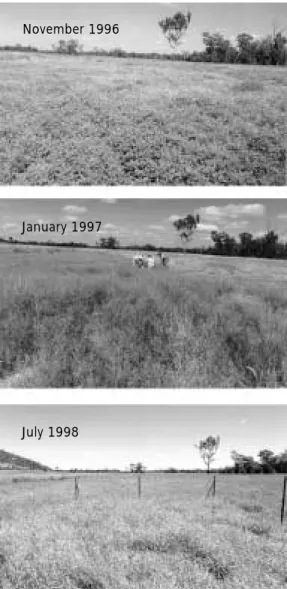 Figure 1. Visual impression of the impact of defoliation by the leaf-feeding beetle Z