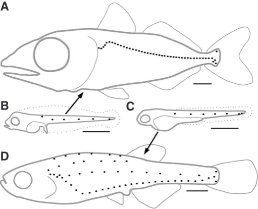 Fig. 1. Codfish. Drawing by H. L. Todd (Brown Goode, 1884).
