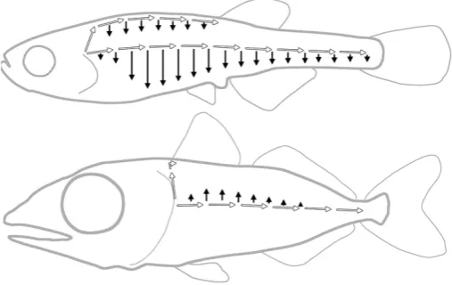 Fig. 3. Migration of lateral line primordia (white arrows) and of differ-entiated neuromasts (black arrows).fin, account for the difference between the four-lined pattern of the zebraf- Opposite directions of neuromast migration along the dorso-ventral axis, and varying positions of the dorsal ish, and the single line of tuna.