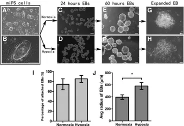 Fig. 1. Formation and adhesion of em-bryoid bodies (EB) under normoxic and hypoxic conditions