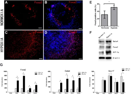 Fig. 2. Hypoxia enhances the expression of the endodermal markers. (A-D)Representative images of immuno-fluorescent staining for Foxa2 on day 10 of the differentiation process under hypoxia and normoxia