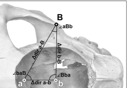 Figure 3. The FaroArm Fusion (FARO Europe®, Stuttgart, Germany) and the experiment setup, with the right half of an equine skull placed and fixed (black fixation tape) on a polystyrene mat in  a standardised position