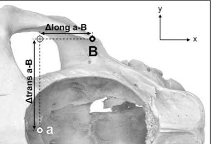 Figure 5. Dorsal aspect of the right half of an equine skull (Calvaria removed) to demonstrate the indirect distances, which extend along one of the three spatial axes, i.e