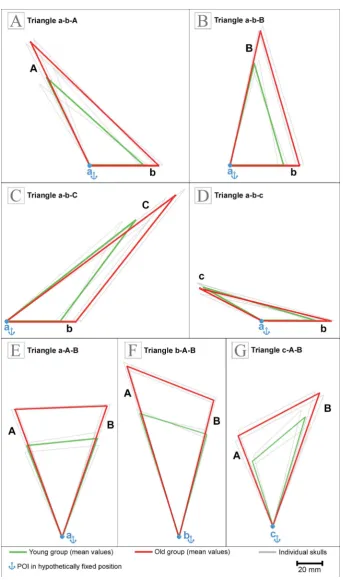 Figure 6. Graphical representation of the changes in size and shape of the triangles, demonstrating age-related shifts of points of interest (POIs) on the equine skull