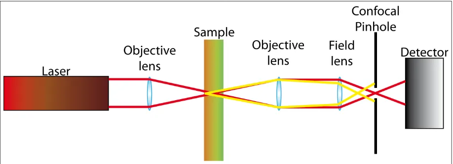Figure 1.2: Principle light pathways in confocal microscopy, transmission mode. This is not a full LSCM,only a confocal microscope’s principles.