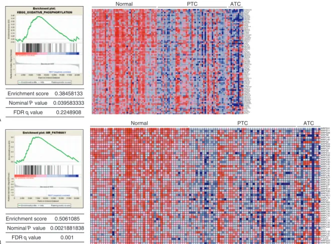 FIGURE 1. GSEA using public repository data (GSE336300). (A) GSEA for KEGG_OxPhos pathway gene set