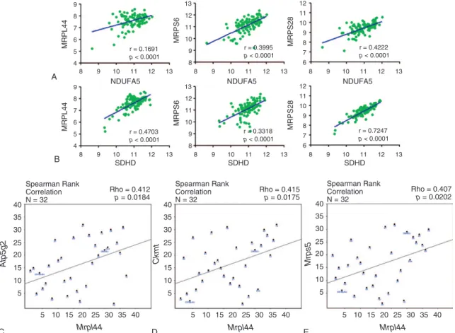 FIGURE 2. Correlation between OxPhos and MRP gene expression. (A) The relationship between NDUFA5 mRNA expression and MRPL44, MRPLS6, and MRPS28 expressions in GSE336300