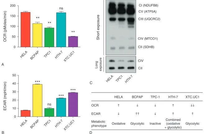 FIGURE 3. Metabolic typing of thyroid cancer cell lines using an XF analyzer and BN-PAGE