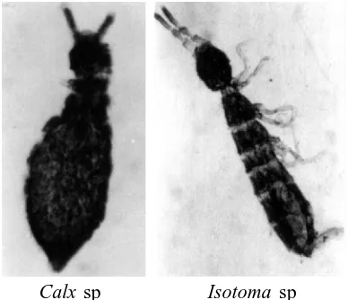 Fig. 3: Collembola species