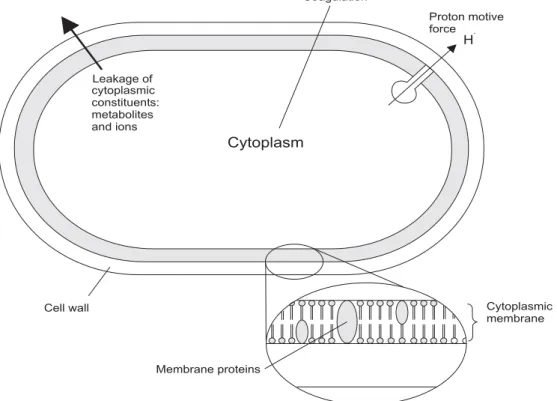 Figure 2. Locations and mechanisms in the bacterial cell thought to be sites of action for EO  components: degradation of the cell wall (68, 171); damage to cytoplasmic membrane (85, 122, 154,  176, 178); damage to membrane proteins (78, 179); leakage of c