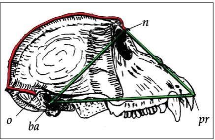 Figure 1. A macaque skull with measures for the Morant and Sergi index; explanations: n-o Callot’s measure of cranial vault dimension n-ba, ba-pr, n-pr measure of the upper face triangle.