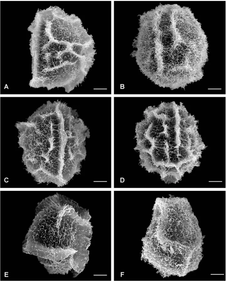 Figure 6. Cristate-reticulate perispores in Blechnum species. A–D. Muri or cristae delimiting polygonal areolae with long filamentous processes:  A