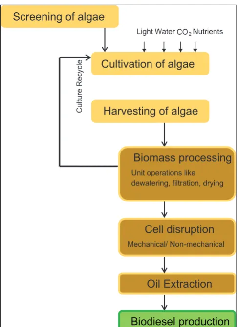 Fig. 5: Flowchart representing the process of biodiesel production