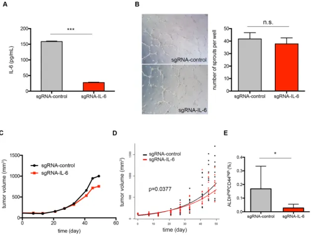 Figure 3: Endothelial cell-secreted IL-6 supports cancer stem cells and tumor growth.  (A) Concentration of IL-6 secreted  by sgRNA-control or sgRNA-IL-6 HDMEC quantified by ELISA