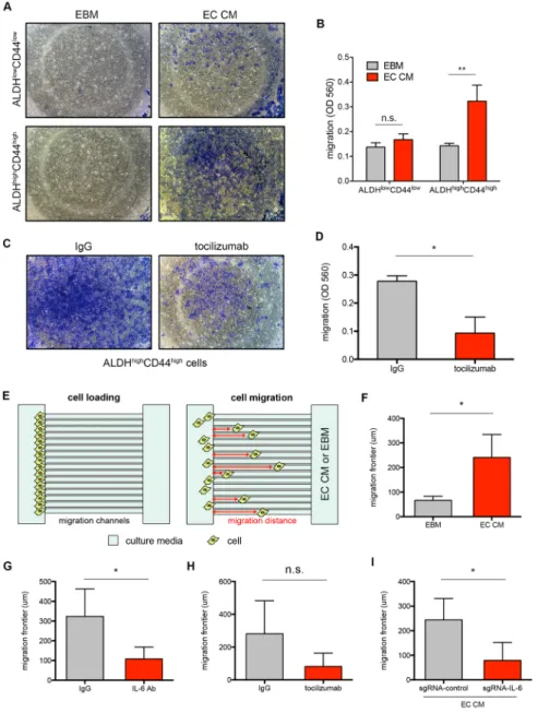 Figure 4: Endothelial cell-secreted IL-6 induces cancer stem cell migration.  (A) Representative pictures of migrated UM-SCC- UM-SCC-22B ALDH low CD44 low  or ALDH high CD44 high  cells stained with crystal violet in Transwell insert after 24 hours of incu