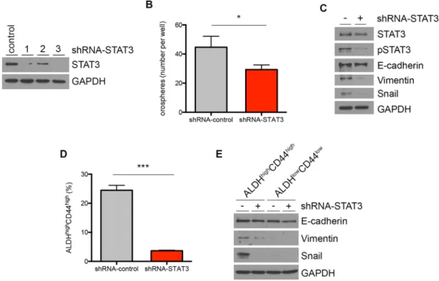 Figure 6: STAT3 regulates mesenchymal cell markers in head and neck cancer stem cells