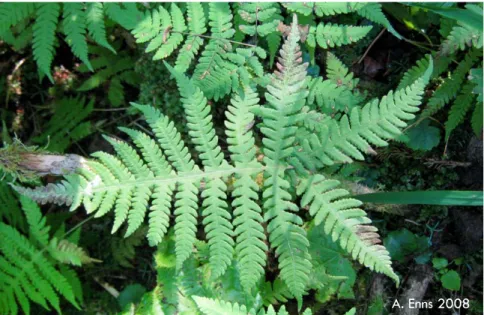 Figure 1. Long beech-fern leaflet. 