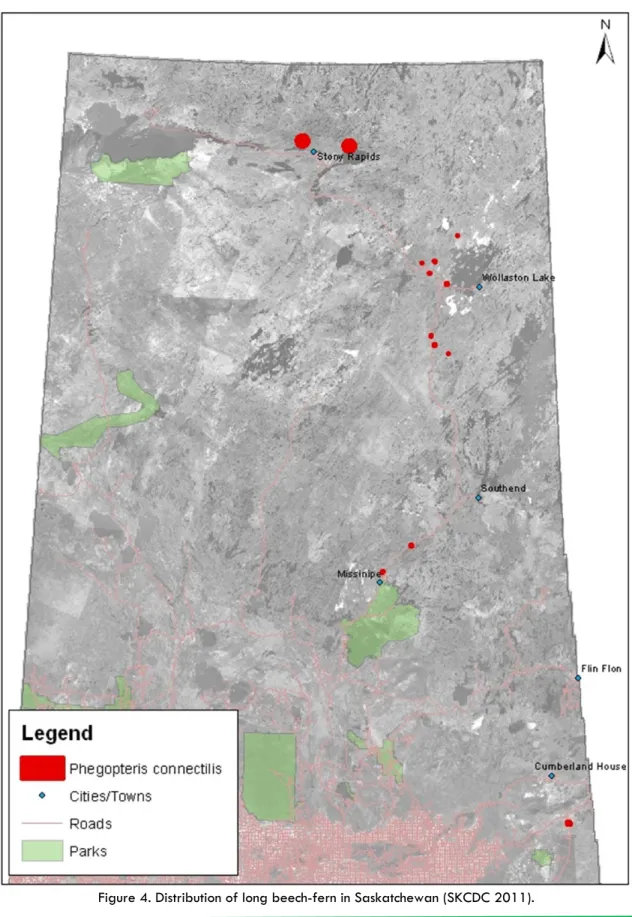 Figure 4. Distribution of long beech-fern in Saskatchewan (SKCDC 2011). 