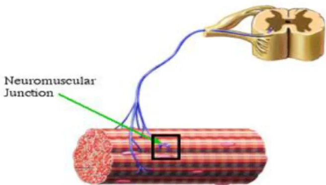 Figure 2.1: A motor unit [ Robergs and Roberts, 1996].