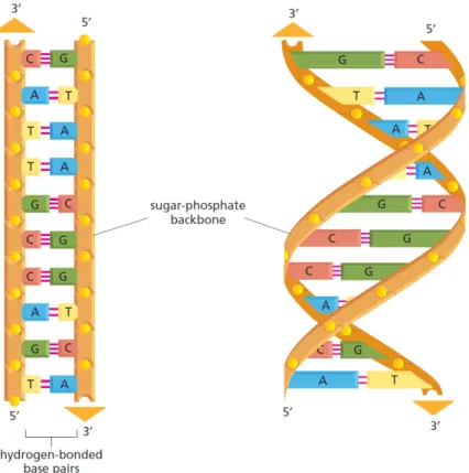 Figure 2.4. The idealized straightened out DNA molecular structure is shown on the left, and the right part shows the double helix structure of DNA [2]