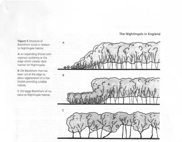 Figure 3  Structure  of  blackthorn  scrub  in  relation  to  Nightingale  habitat  (from  Fuller,  Henderson &amp; Wilson 1999). Reproduced, with permission, from British Wildlife.  