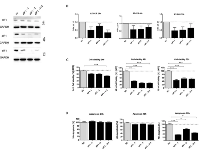 Figure 5: In vitro characterization of eIF1 knockdown effect in HCT116 cells.   (A) Protein expression of eIF1-siRNA  knockdown after 24h, 48h and 72h compared to SC control (B) mRNA expression level of eIF1 in HCT116 cells compared to the control  group