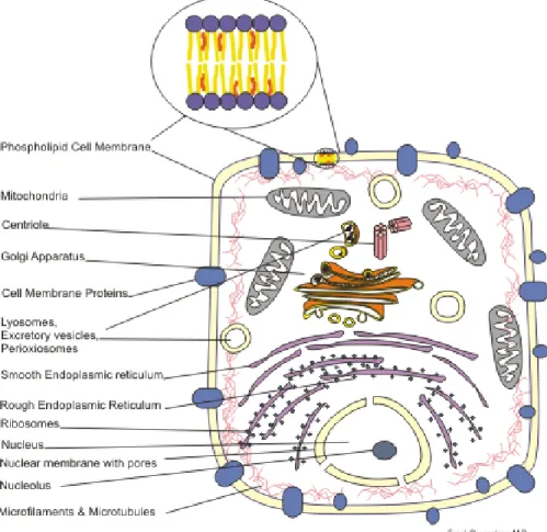 Figure 2.3: Cell structure showing different localizations of proteins.