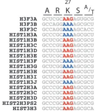 Fig. 1. Codon usage in human H3 transcripts. RNA transcripts derived from the 18 human H3 genes were aligned within the region containing the codon for K27