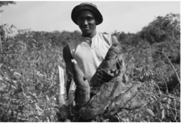 Figure 2.11       Cassava in Africa  (source: Nestle).  (Please ﬁ nd a color version of this ﬁ gure in  the color plates.)  