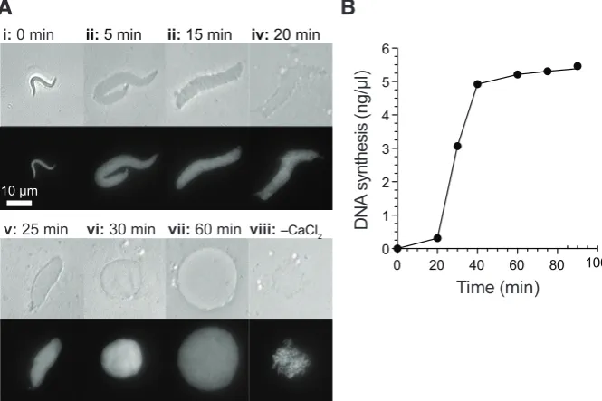 Fig. 2. Making Xenopus egg extracts. Cartoon of the method of making Xenopus egg extracts (‘low seed supernatants’) according to the original protocol of Lohka and Masui
