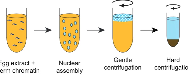 Fig. 4. Nucleoplasmic extract cartoon of the method of making ‘Nucleoplasmic Extract’ from Xenopus eggs according to the original protocol of Walter and Newport