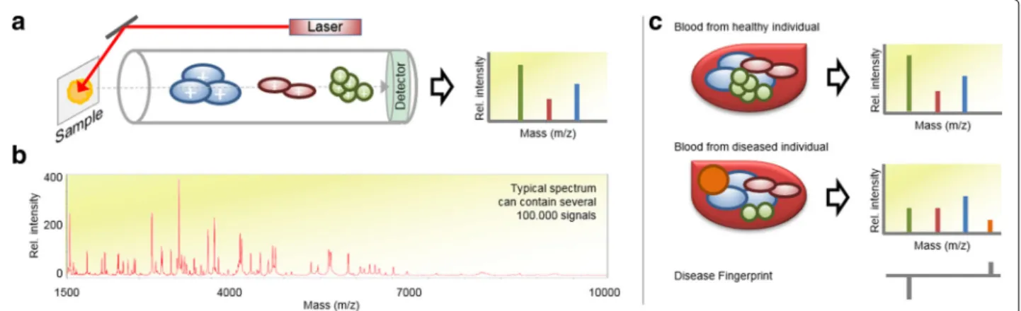 Fig. 1 a Schematic outline of a linear matrix-assisted laser desorption ionization (MALDI)–time-of-flight (TOF) mass spectrometer (MS)