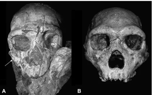 Figure 2. A: The Apidima 2 cranium. Photograph of a cast of the original specimen before complete separation from the block of breccia