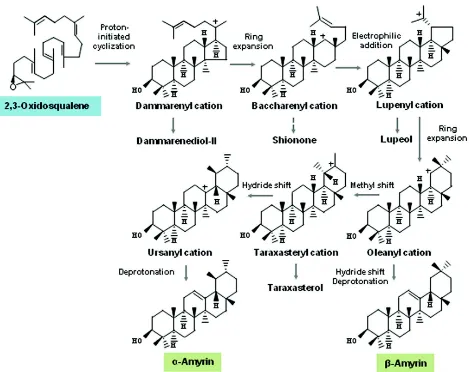 Fig. 5: Oxidosqualene cyclase-mediated cyclization of 2,3-oxidosqualene to ursane-type (α-amyrin) and oleanane-type (β-amyrin) pentacyclic triterpenes