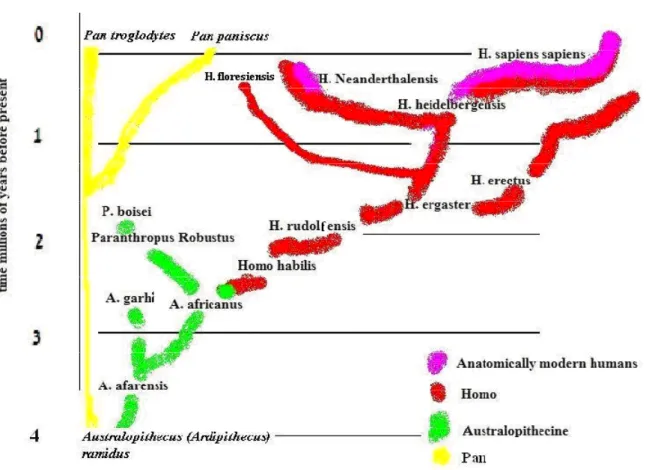 Figure 1. Hominin (Pan, Homo, and Australopithecus) phylogeny. 