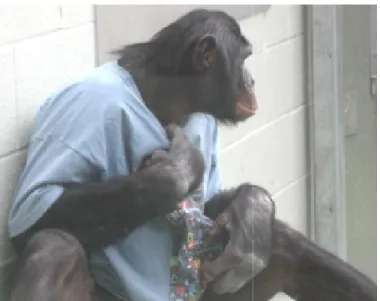 Figure 7. Bonobo Nyota (note the Homo