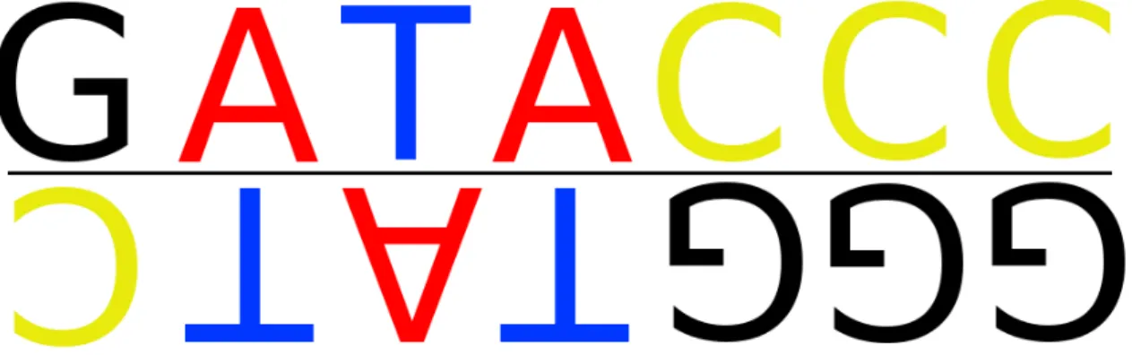 Figure 2.2: Two chromosome strands. A is always bonded with T and C is bonded with G. The reverse complementary of the sequence GATACCC is GGGTATC.
