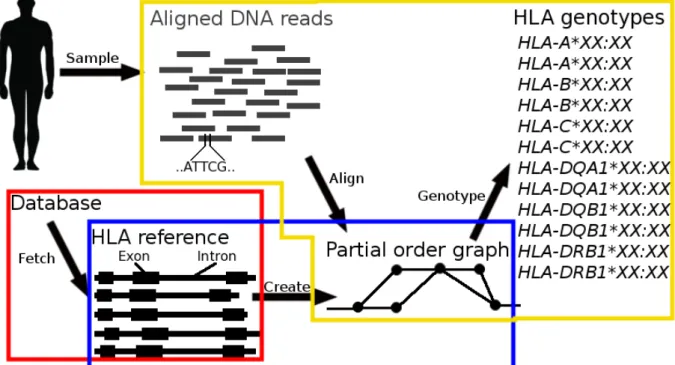 Figure 3.1: Modified version of Gyper’s pipeline (Figure 1.2). The scope of the three main steps are highlighted.