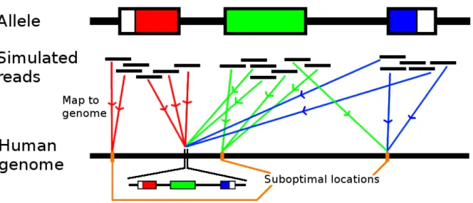 Figure 3.3 shows the process for a single allele. The aligner will map to a correct location, a suboptimal location outside HLA, or not map the read to any position of the genome.