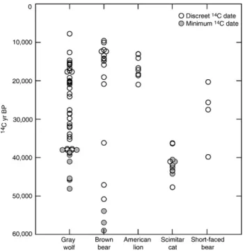Fig. 5. Fairbanks area megafaunal carnivore ages in radiocarbon years. Open symbols represent discreet 14 C dates, and filled symbols represent minimum 14 C dates