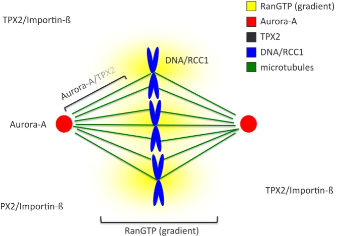 Fig. 2. Post-translational modifications regulat-ing Aurora-A kinase activity. The amino acids in green correspond to the Xenopus laevis (Xl) protein and the blue ones to the human (Hs) protein