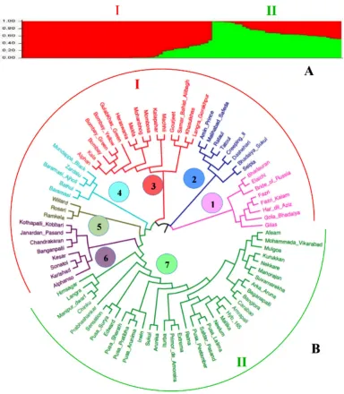 Fig. 4.Population structure (A) and an unrooted phylogenetic tree (B) of 84 diverse mango cultivars based on 1191genome wide ddRAD SNPs and their associated DNA sequences, respectively