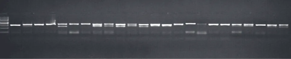 Fig.  5. Segregation pattern of genic-SSR marker MSSR-100 designed and validated from leaf transcriptome sequence datain 25 different mango varieties