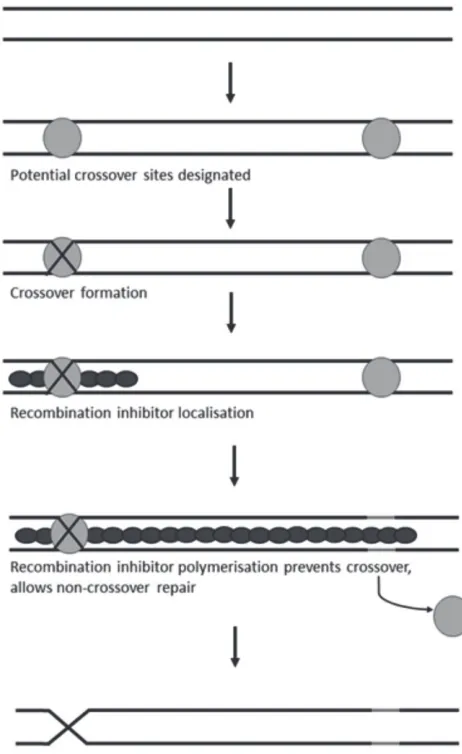 Fig. 1. A mechanism proposed for crossover interference.Formation of a crossover (X) leads to localisation of arecombination inhibitor (stippled ovals) at the crossover andits polymerisation along the vicinity, preventing otherpotential sites (right circle
