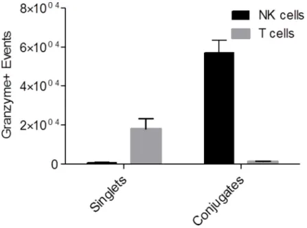 Figure 5: Granzyme assay showing actively cytotoxic NK cells perfused from tumors.  Graph representing granzyme positive  events of NK and T cells present in CD45 +  singlet or conjugated populations upon perfusion from tumors